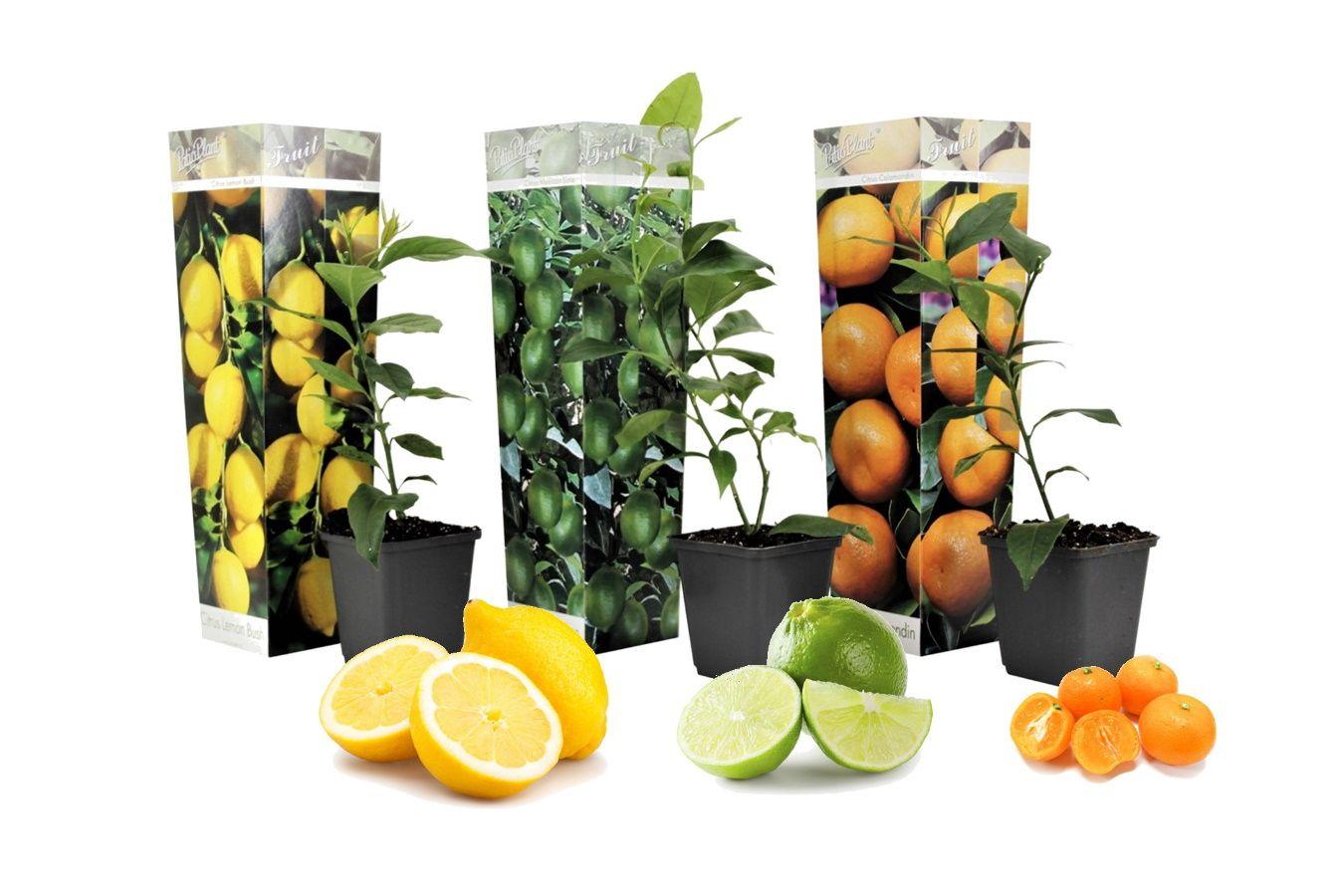 Set van 3 citrusboompjes (25 - 40 cm)