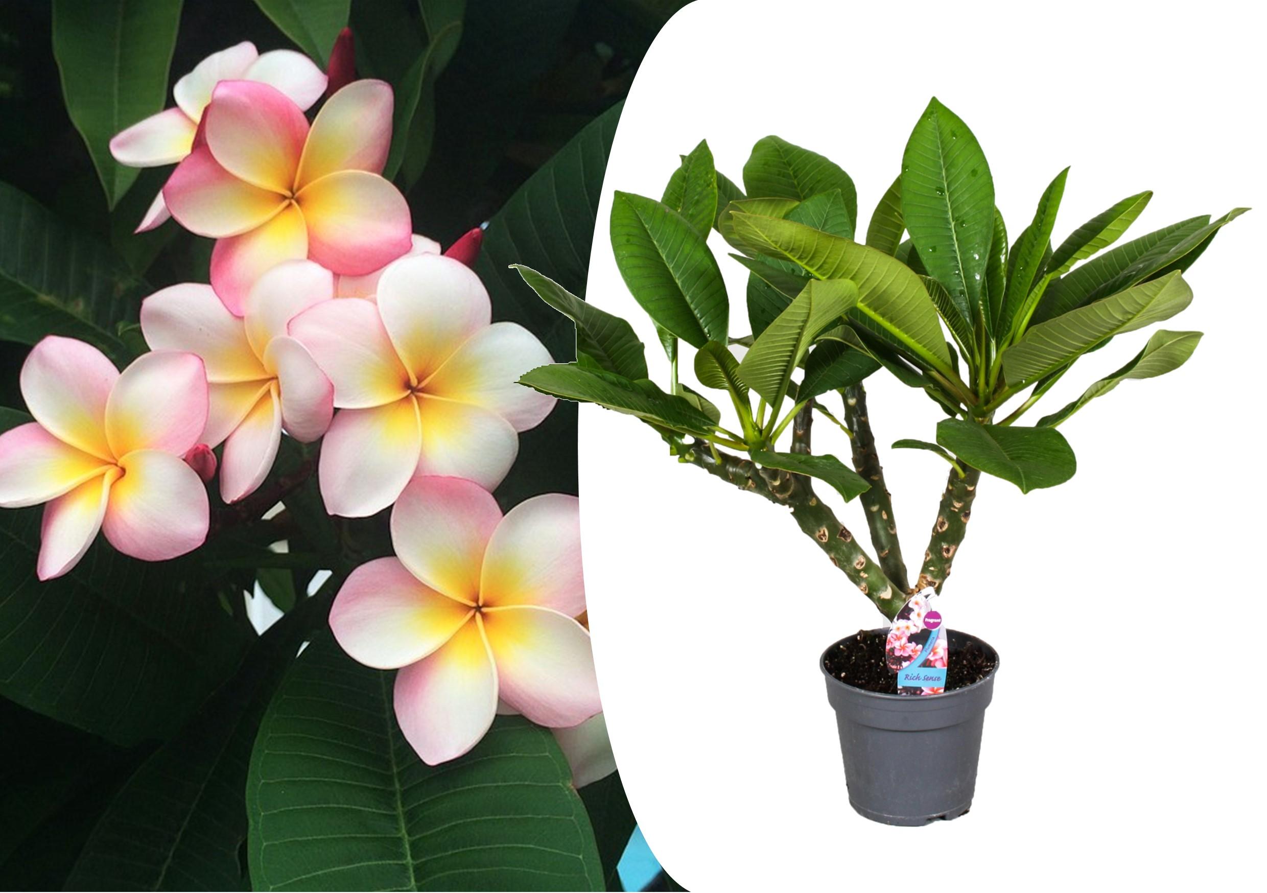 Exotische Plumeria Hawaii kamerplant (50-60cm)