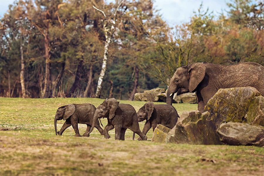 Babyolifantjes Beekse Bergen