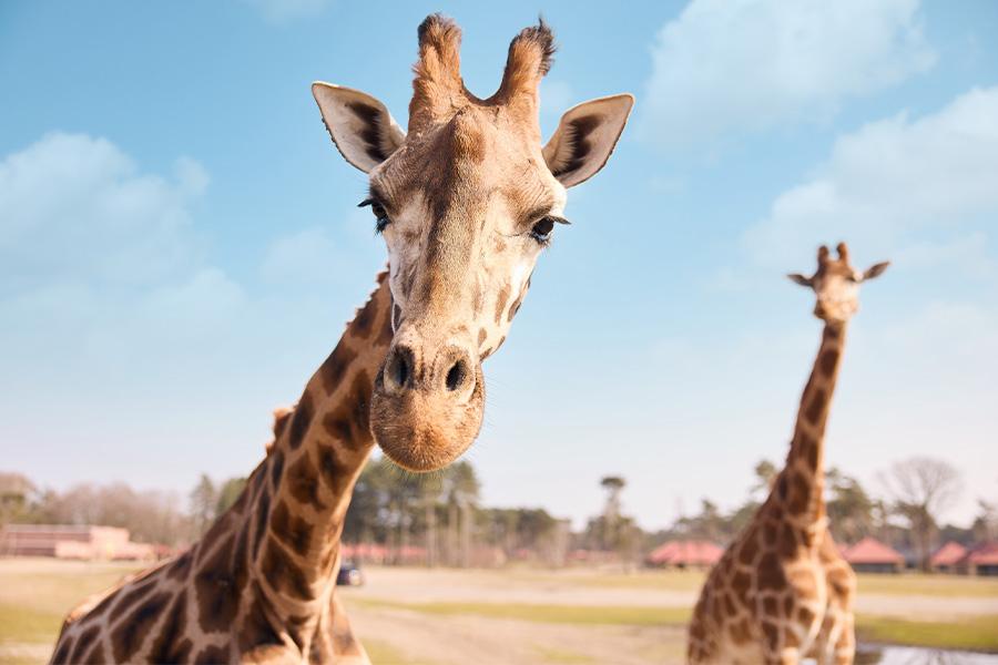 Giraffen in de dierentuin die allebei nieuwsgierig en vrolijk in de camera kijken